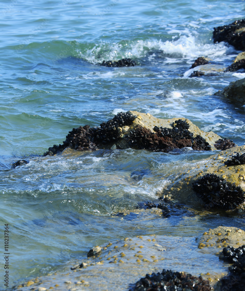 mussels on the rocks of the clean sea in summer