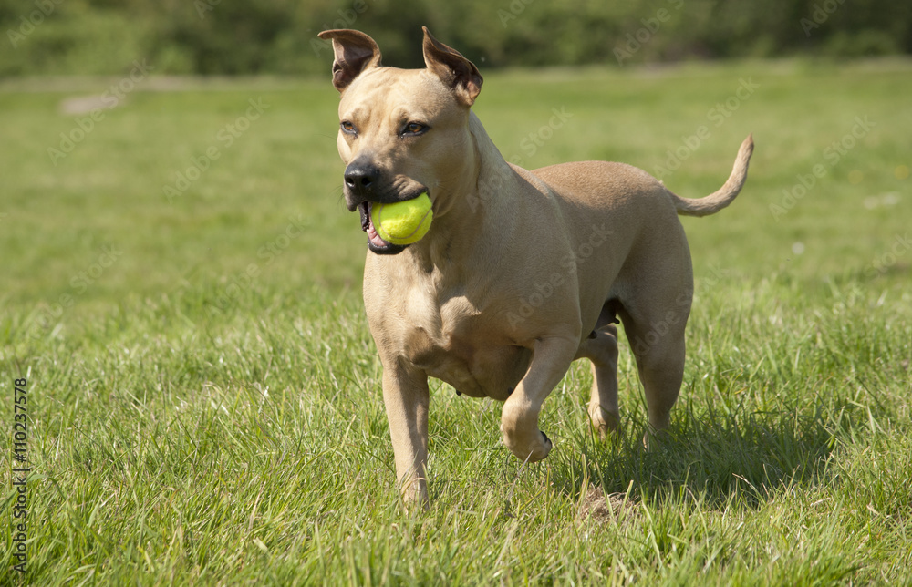 Spelende gezonde blije hond, Amerikaanse Staffordshire terrier, speelt met bal in het gras