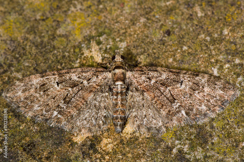 Brindled pug moth (Eupithecia abbreviata). British insect in the family Geometridae, the geometer moths photo