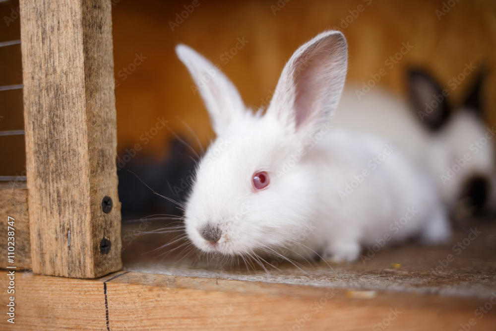 Obraz premium Adorable young bunny in a big wood cage at farm