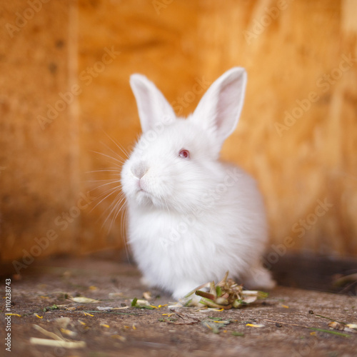 Adorable young bunny in a big wood cage at farm