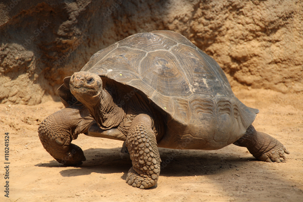 Obraz premium Giant tortoise (Geochelone gigantea)