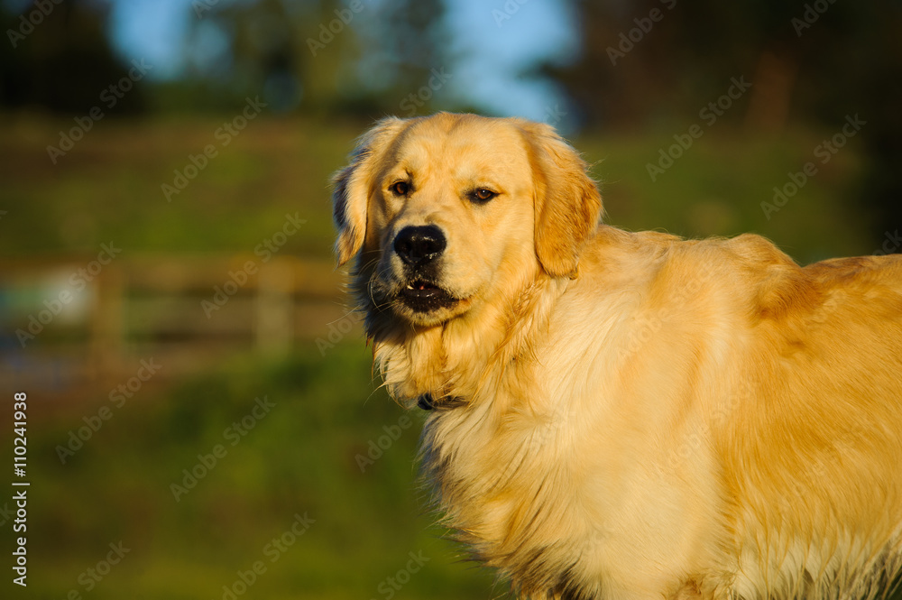 Golden Retriever dog standing in country field with gated driveway Golden Retriever dog standing in country field with gated driveway