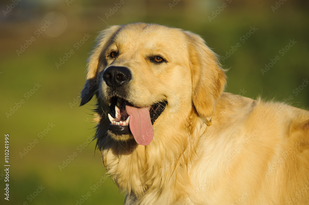 Golden Retriever dog with tongue hanging out against green grass