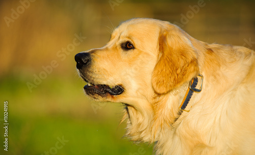Golden Retriever dog head shot in green grass © everydoghasastory