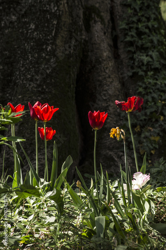 Tulipani parco sigurta photo