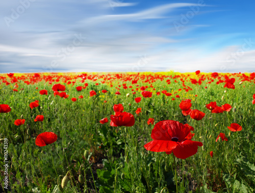 Fototapeta Naklejka Na Ścianę i Meble -  red poppy and wild flowers