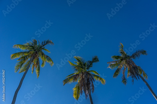 Coconut trees