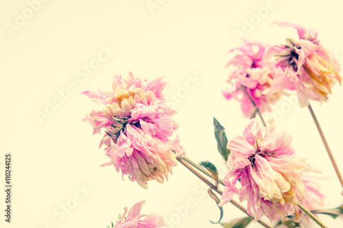 Fototapeta Naklejka Na Ścianę i Meble -  Pink dry flowers close up,  delicate floral background