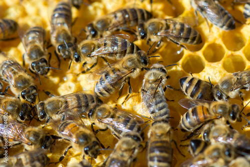 Honigbienen (Apis mellifera) auf ihren Waben im Bienenstock
