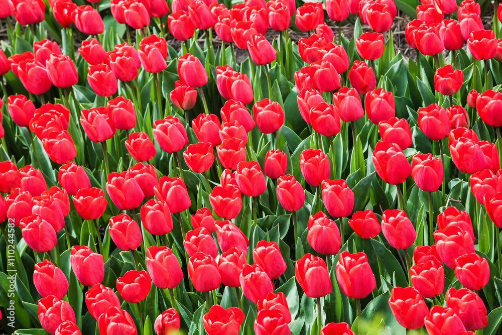 Fototapeta premium tulip field near Lisse, Netherlands