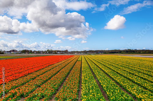 tulip field near Lisse  Netherlands