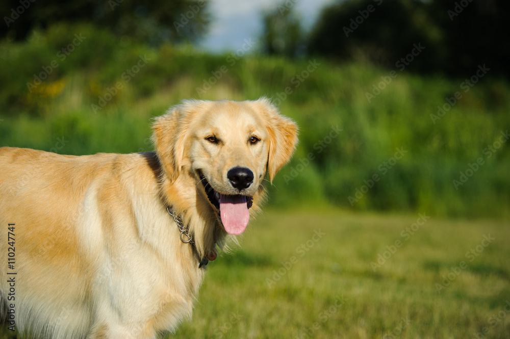 Golden Retriever dog in grass field