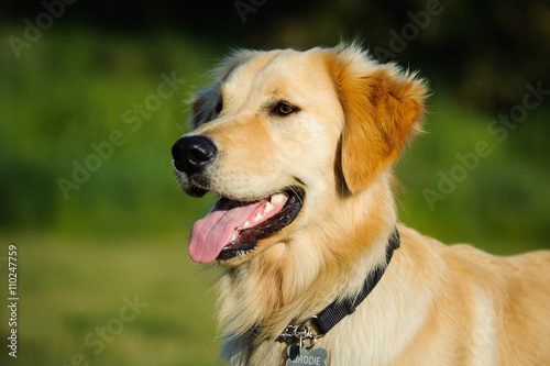 Portrait of Golden Retriever dog with happy smile