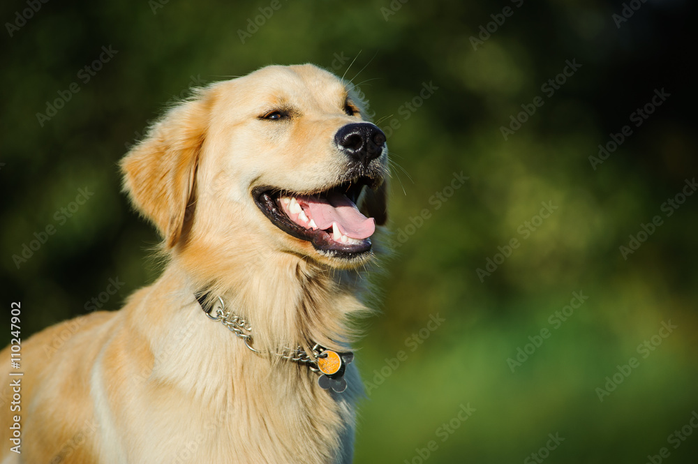 Portrait of happy Golden Retriever dog against green