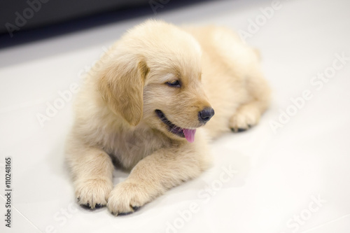 Portrait of golden retriever puppy
