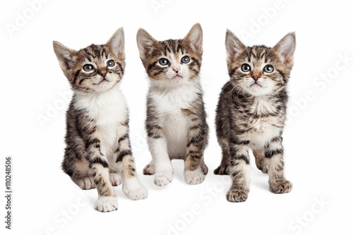 Three Striped Kittens Isolated on White