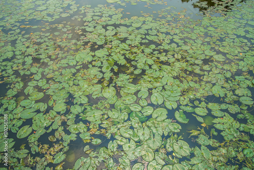 Lotus leaf small in pond