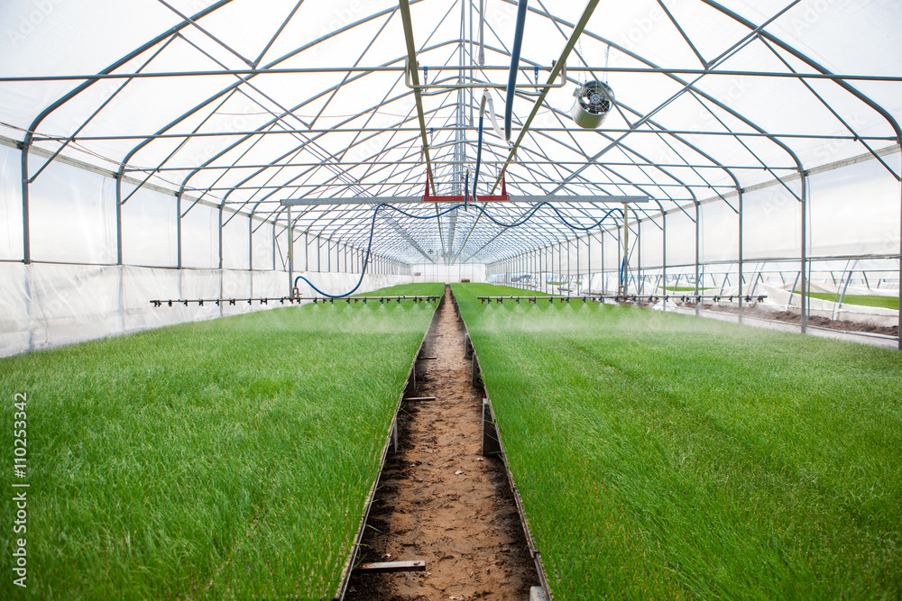 Greenhouse watering system in action