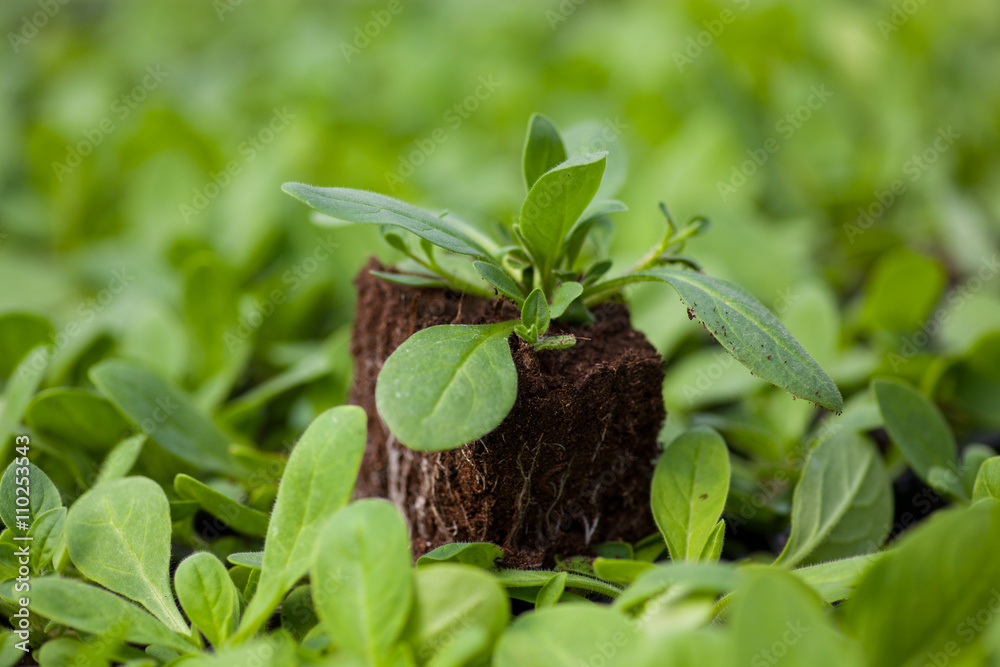The Beautiful little seedlings in cups close up. The Beautiful little seedlings in cups close up.