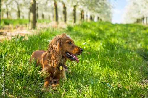 English cocker spaniel in the fruit garden