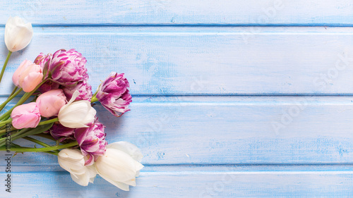 Fototapeta Naklejka Na Ścianę i Meble -  White and pink spring tulips on  blue  painted wooden background