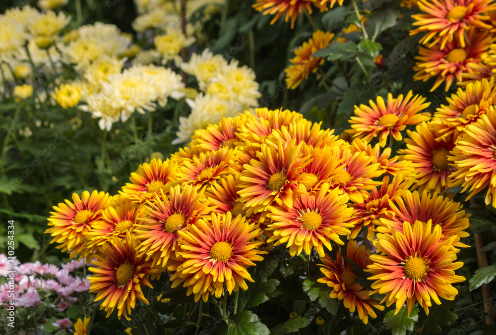 colorful chrysanthemums in bloom colorful chrysanthemums in bloom