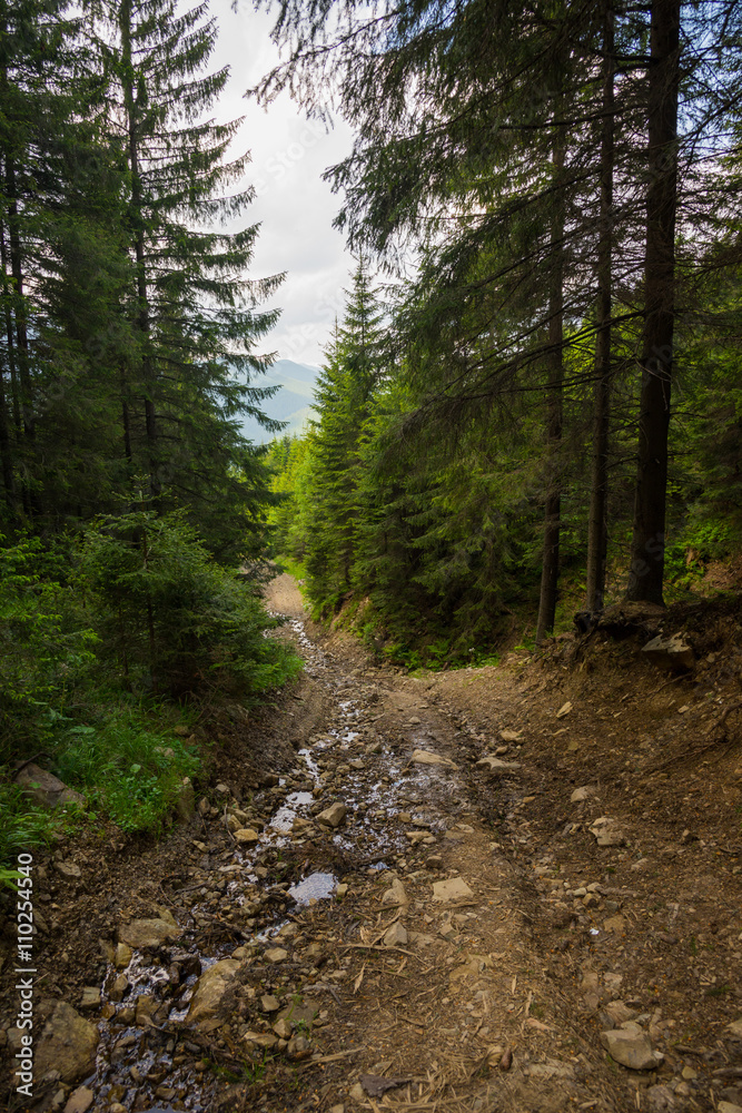 The road through the wood, Carpathians The road through the wood, Carpathians