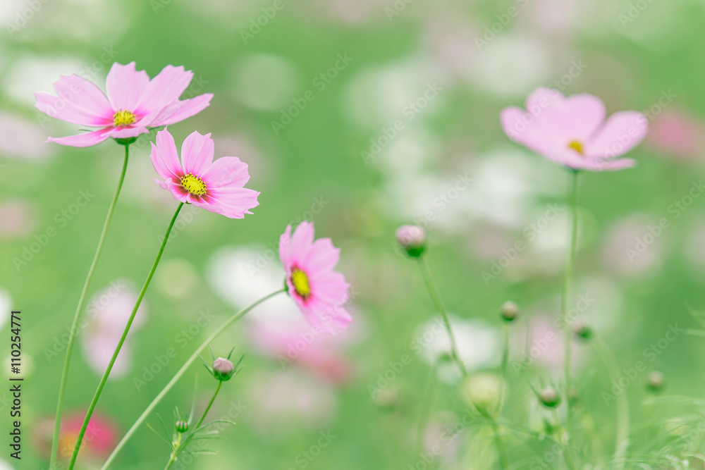 pink cosmos flower blooming against green blur background pink cosmos flower blooming against green blur background