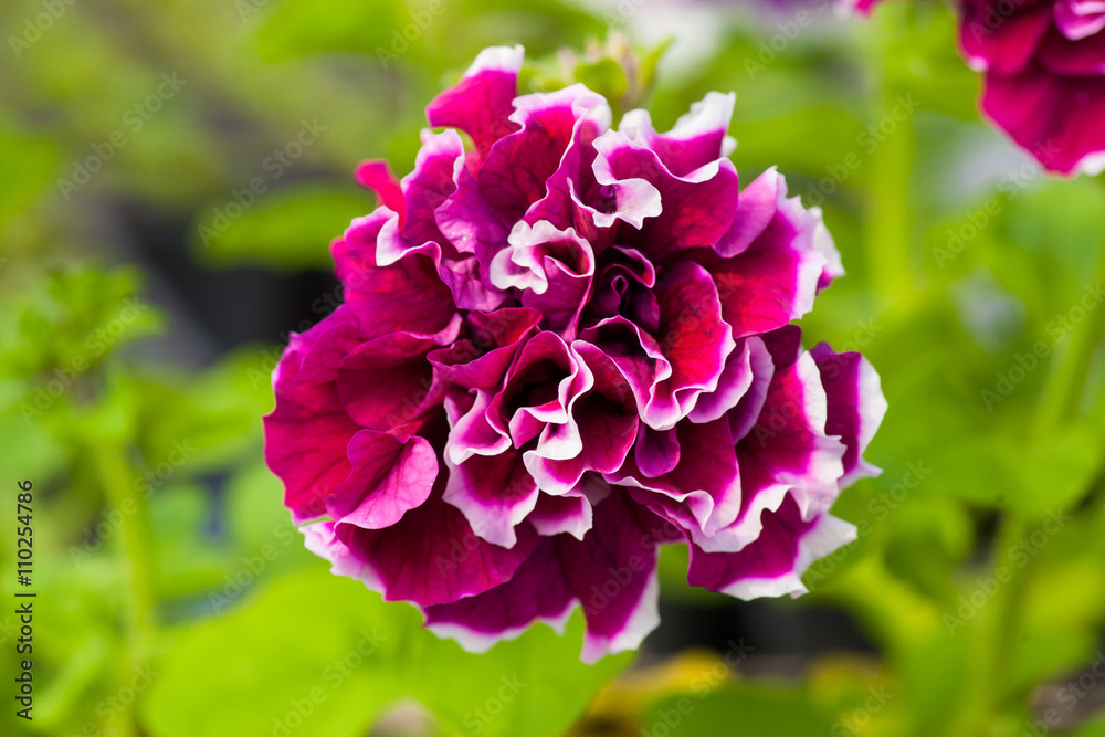 Beautiful Petunia  flower close-up on a background of green foliage