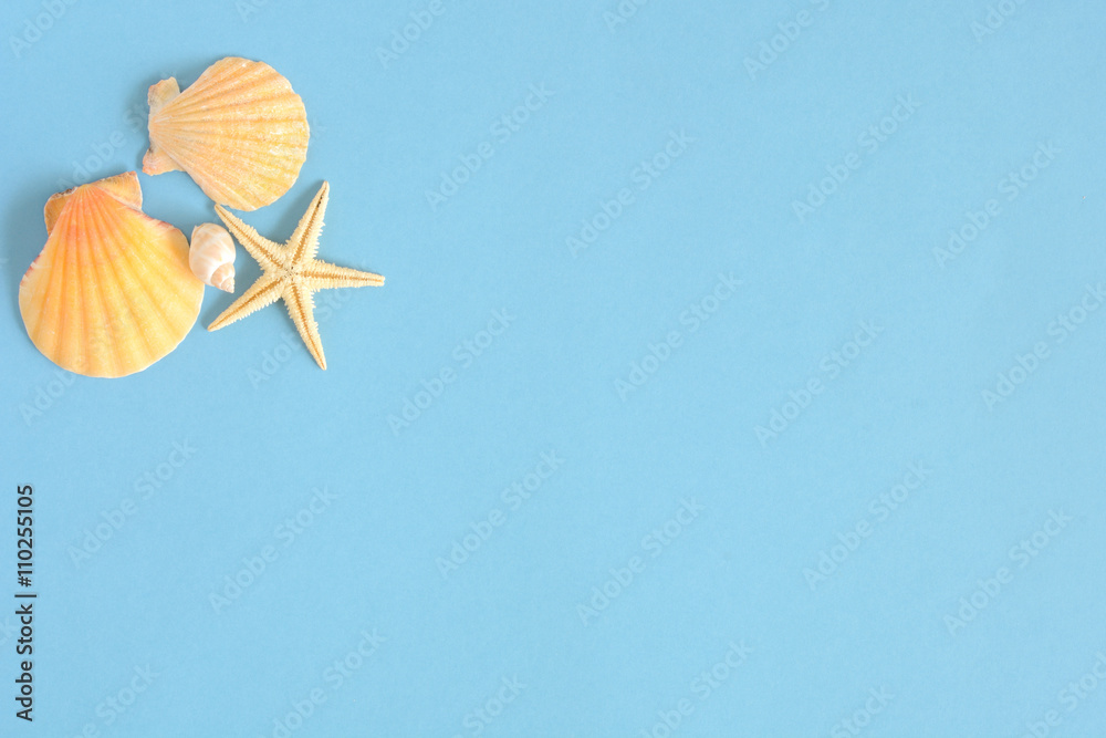 夏イメージ 貝殻とヒトデ 水色背景 Stock Photo Adobe Stock