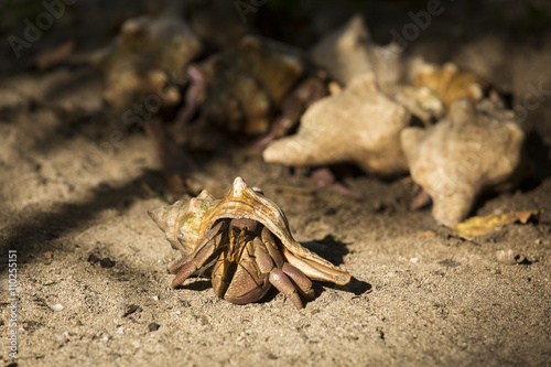Crab in shell on sands