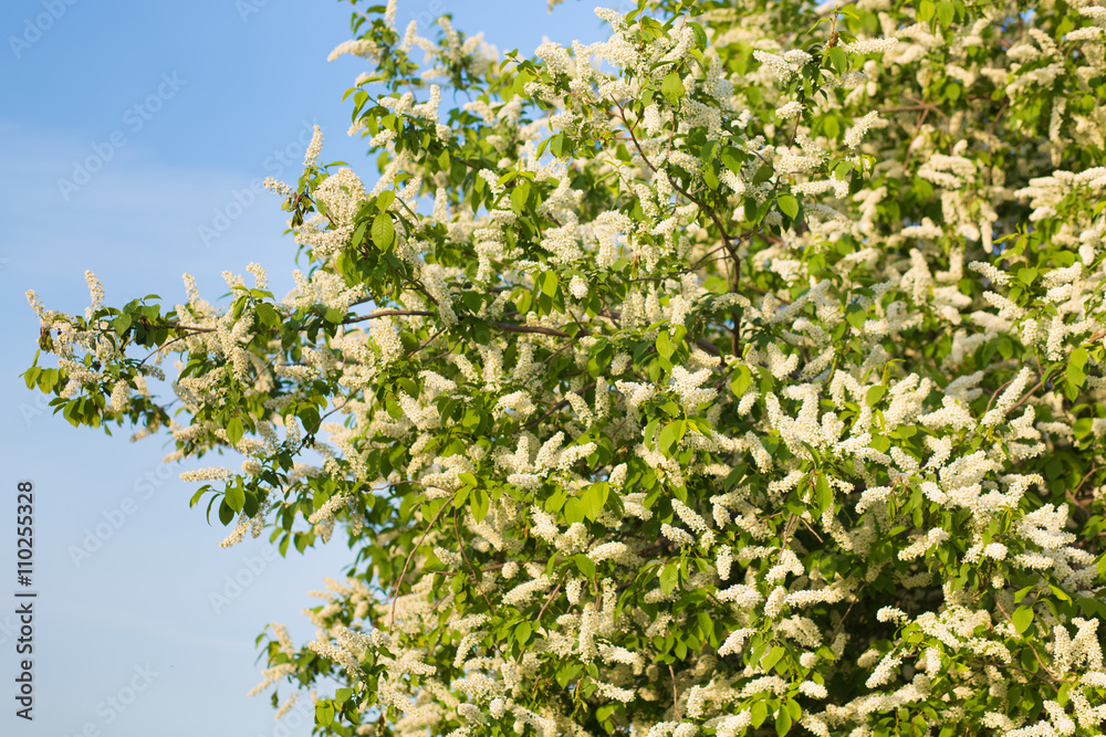 a blooming garden in spring, the cherry tree a blooming garden in spring, the cherry tree