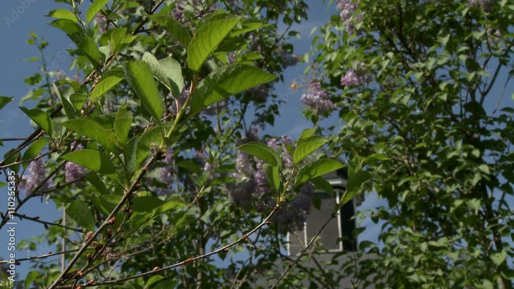 Dome of church and lilac bush on sky background Dome of church and lilac bush on sky background