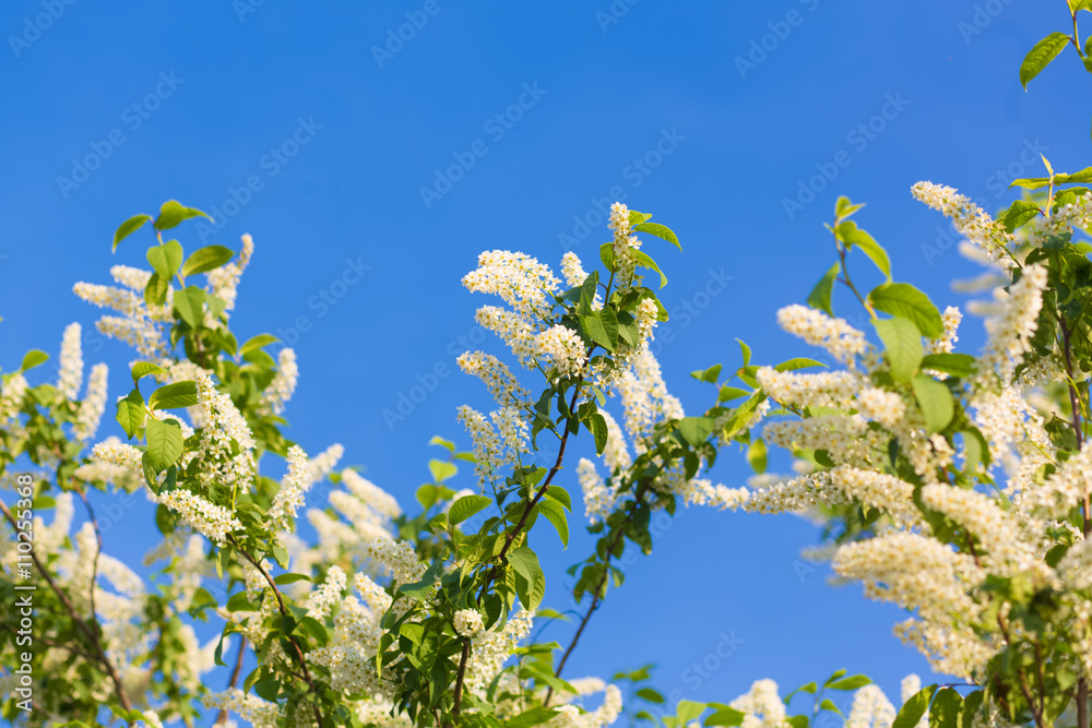 Obraz premium a blooming garden in spring, the cherry tree