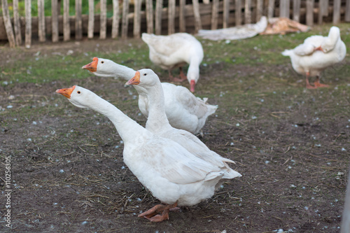 a flock of domestic geese white we walk through the village