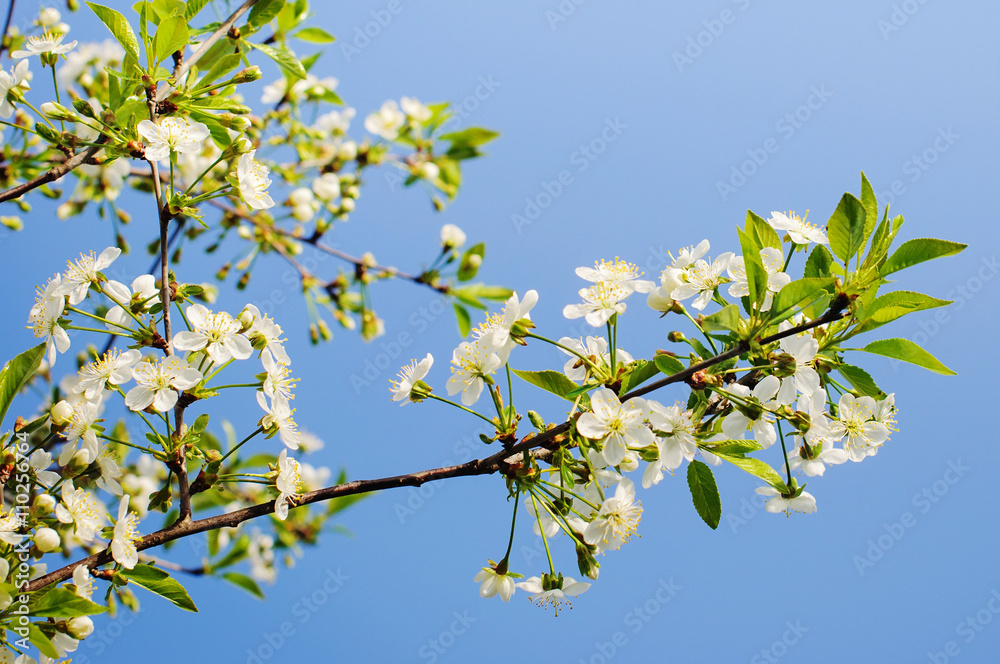 Beautiful cherry blossom Beautiful cherry blossom