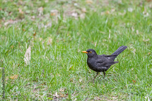 Black birds walk on the grass in the park