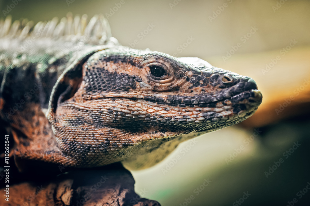 Closeup portrait of  iguana on a tree in zoo, arboreal species of lizard reptilia