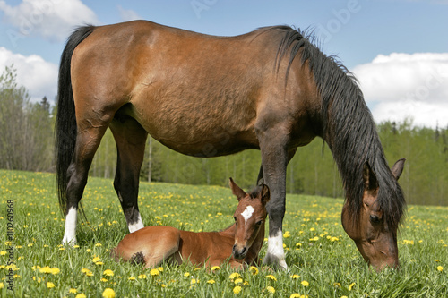 Fototapeta Naklejka Na Ścianę i Meble -  Bay Arabian Mare grassing in meadow with foal resting on her side