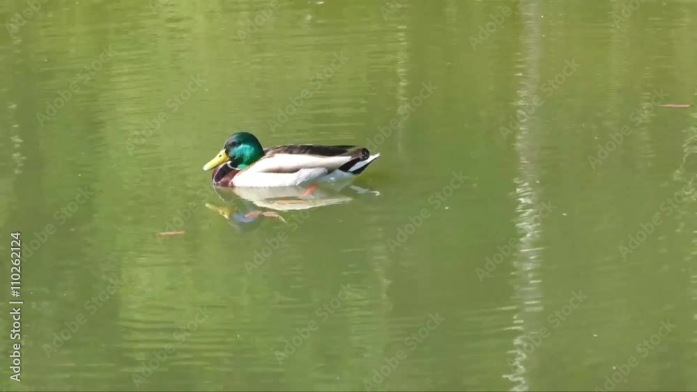 Mallard duck male swimming in a pond
Mallard duck male swimming in a pond
