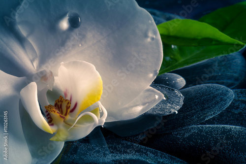 Fototapeta Naklejka Na Ścianę i Meble -  Orchidea selvaggia