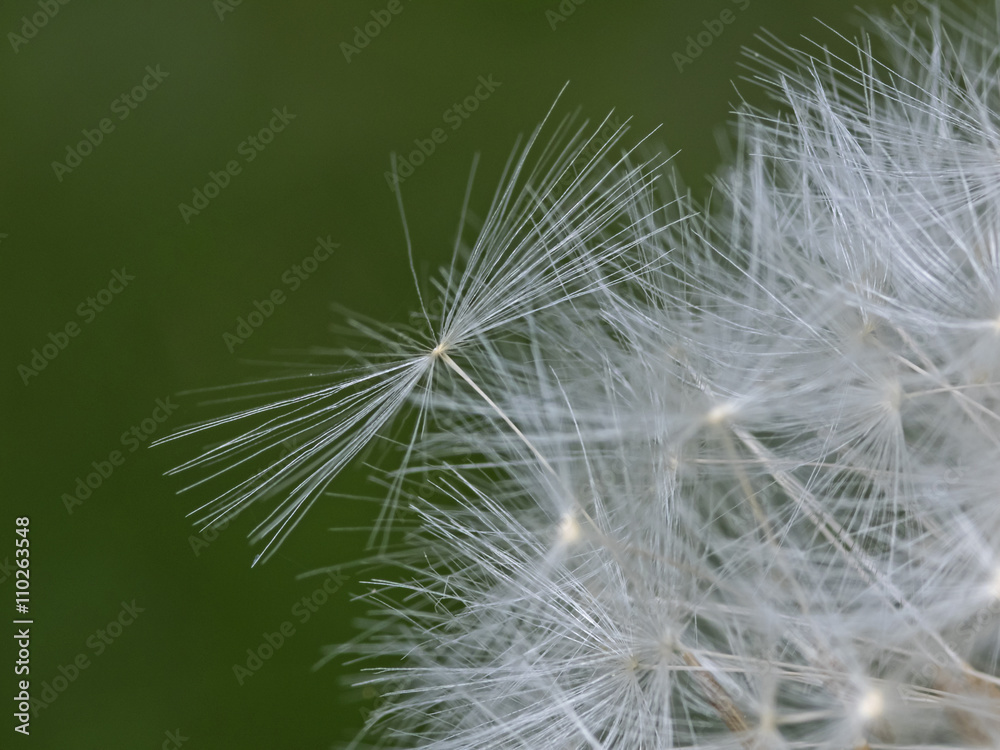 Dandelion Flower (Taraxacum officinale) Dandelion Flower (Taraxacum officinale)