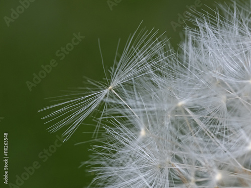 Dandelion Flower  Taraxacum officinale 