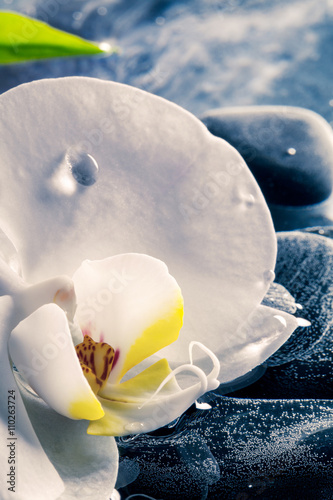Fototapeta Naklejka Na Ścianę i Meble -  Orchidea delicata
