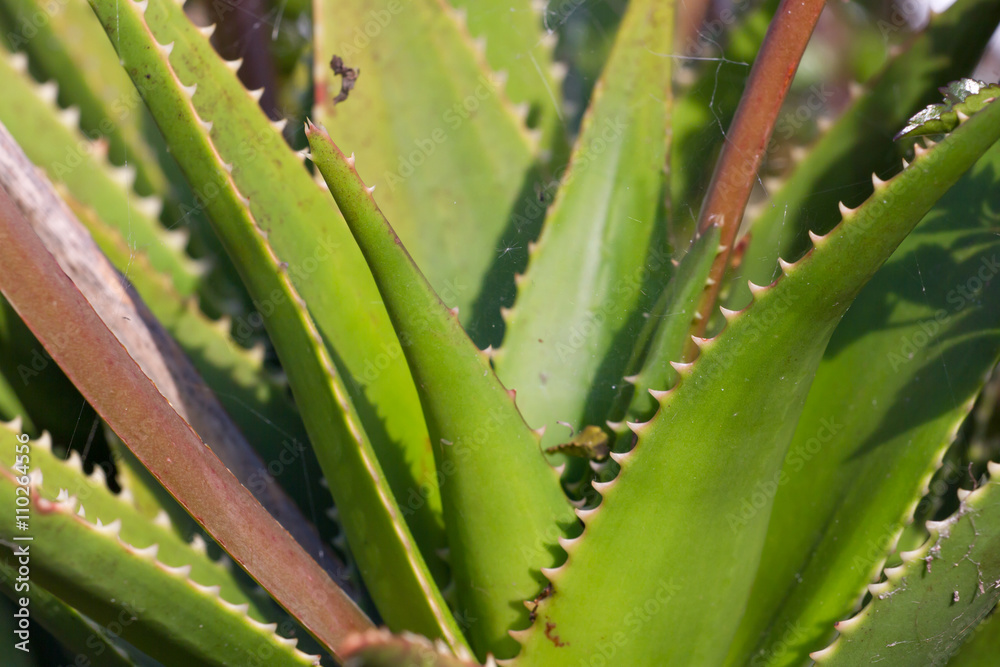 Leaves of medicinal aloe vera plant Leaves of medicinal aloe vera plant