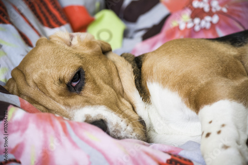 Beagle dog lying on the bed photo