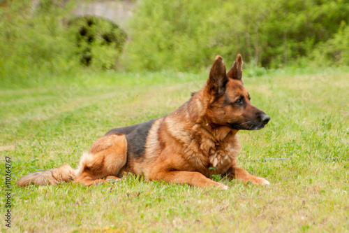 chien berger allemand sénior © Magalice