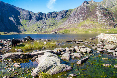 Black cows by lake in Mountains, Llyn Idwal the Devil’s Kitche