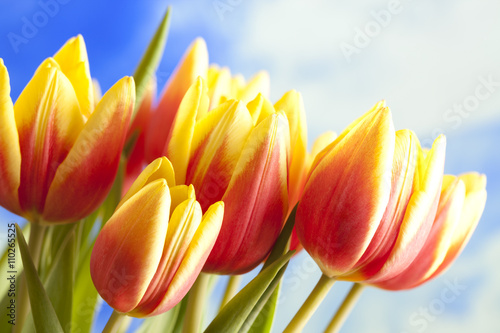 Flowers - beautiful tulips on blue sky background